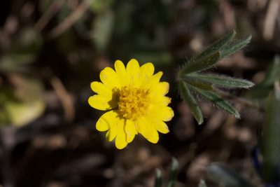 Layia septentrionalis, photographed by Arvel Hernandez