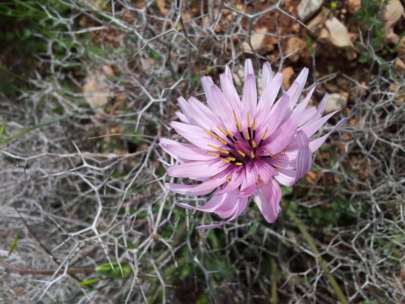 Pseudopodospermum papposum, photographed by Nasser Halaweh