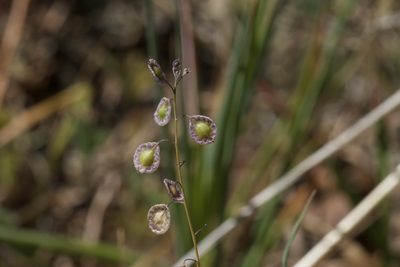 Thysanocarpus curvipes, photographed by Arvel Hernandez