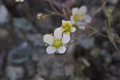 Sabulina douglasii, photographed by Arvel Hernandez