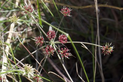 Lomatium hooveri, photographed by Arvel Hernandez