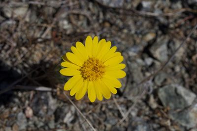 Layia septentrionalis, photographed by Arvel Hernandez