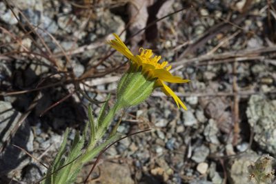 Layia septentrionalis, photographed by Arvel Hernandez