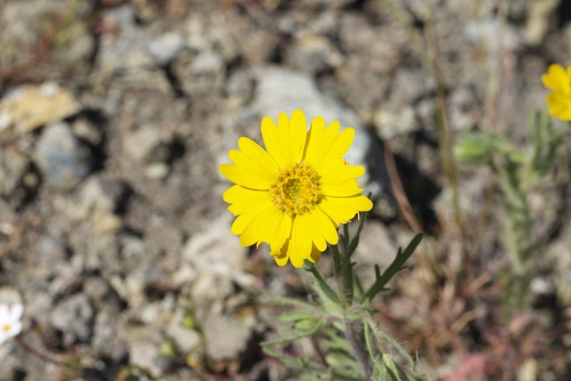 Layia septentrionalis, photographed by Arvel Hernandez