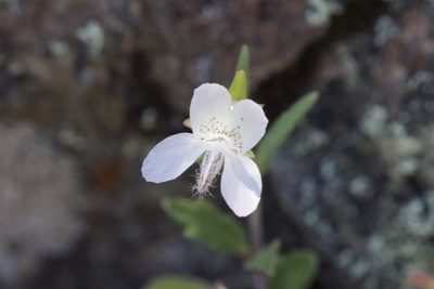 Collinsia sparsiflora