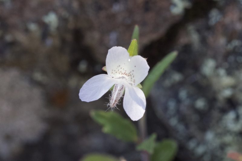 Collinsia sparsiflora, photographed by Arvel Hernandez