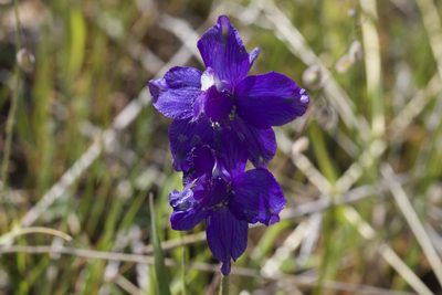 Delphinium variegatum, photographed by Arvel Hernandez