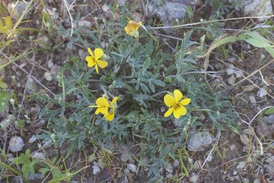 Viola douglasii, photographed by Arvel Hernandez