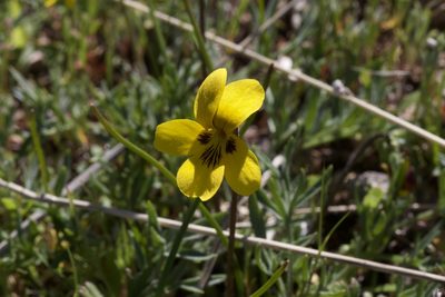 Viola douglasii, photographed by Arvel Hernandez