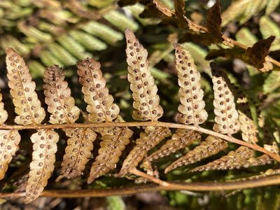 Dryopteris erythrosora, photographed by Alan Weakley