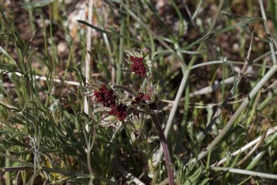 Lomatium hooveri, photographed by Arvel Hernandez