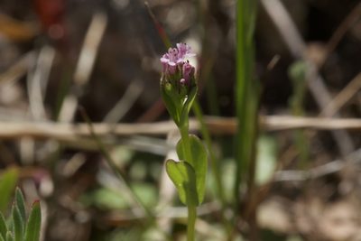 Valeriana ciliosa, photographed by Arvel Hernandez