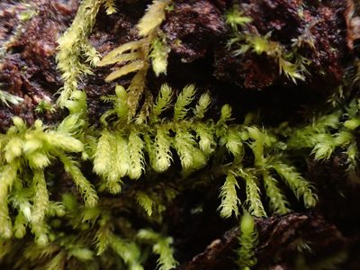 Claopodium crispifolium, photographed by Randal
