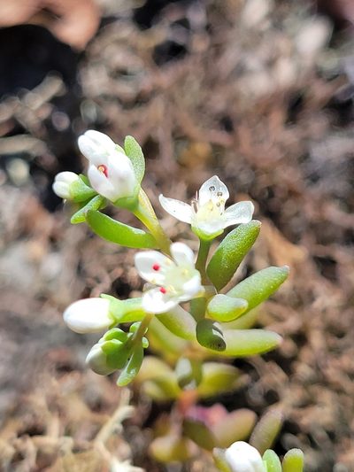 Sedum pusillum, photographed by Anthony A Simmons