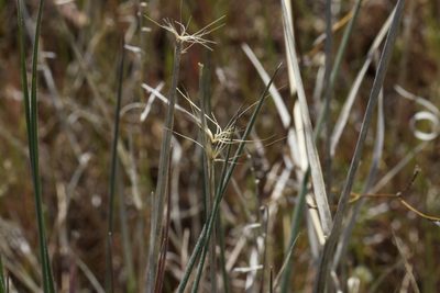 Elymus elymoides, photographed by Arvel Hernandez