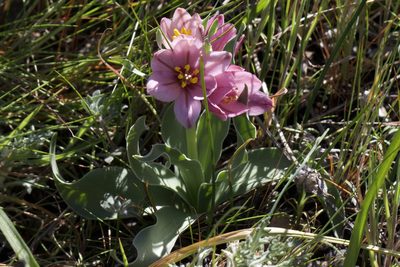 Fritillaria pluriflora, photographed by Arvel Hernandez