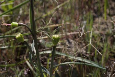 Fritillaria pluriflora, photographed by Arvel Hernandez