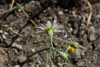 Malacothrix floccifera, photographed by Arvel Hernandez