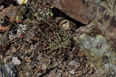 Malacothrix floccifera, photographed by Arvel Hernandez