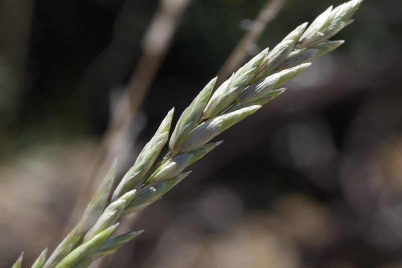 Melica californica, photographed by Arvel Hernandez