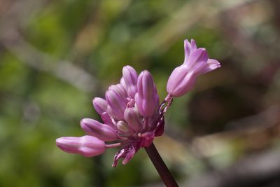 Dichelostemma volubile, photographed by Arvel Hernandez