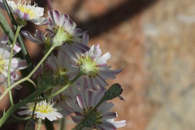 Malacothrix floccifera, photographed by Arvel Hernandez