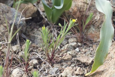 Rigiopappus leptocladus, photographed by Arvel Hernandez