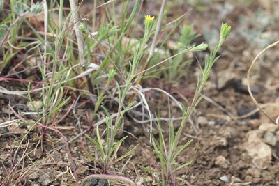 Rigiopappus leptocladus, photographed by Arvel Hernandez