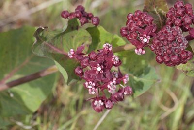 Asclepias cordifolia