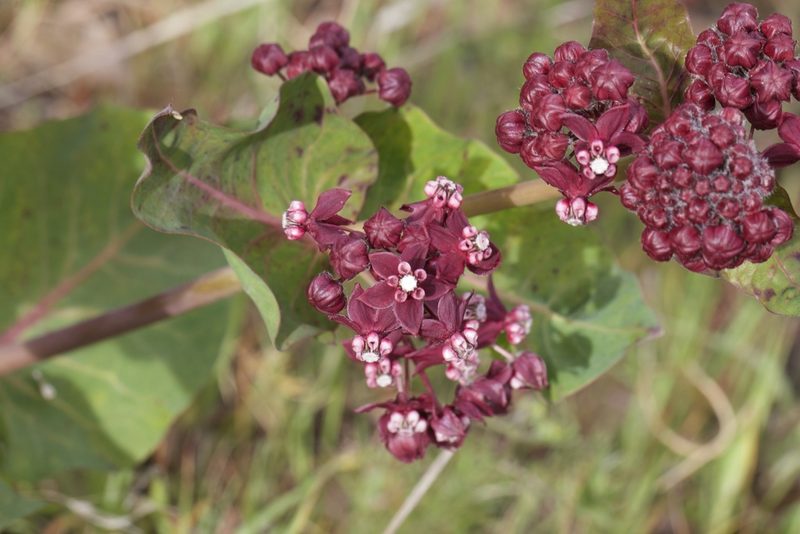 Asclepias cordifolia, photographed by Arvel Hernandez