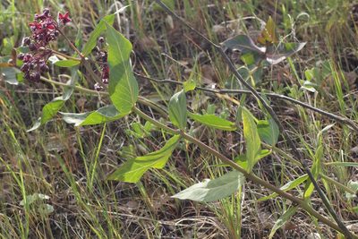 Asclepias cordifolia, photographed by Arvel Hernandez