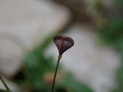 Capsella rubella, photographed by Daniel Cahen