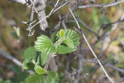 Cercocarpus betuloides, photographed by Arvel Hernandez