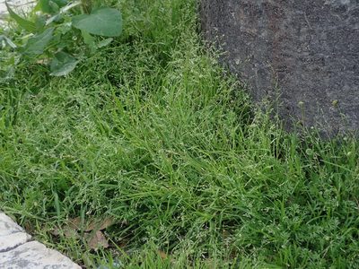 Poa infirma, photographed by Daniel Cahen