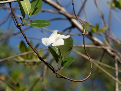 Rhabdadenia biflora, photographed by caymanmatt