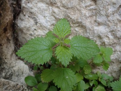 Urtica membranacea, photographed by Daniel Cahen