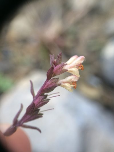 Odontites jaubertianus, photographed by Étienne Lacroix-Carignan
