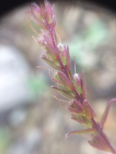 Odontites jaubertianus, photographed by Étienne Lacroix-Carignan