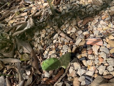 Opuntia cochenillifera, photographed by SiphonophoreSlinger