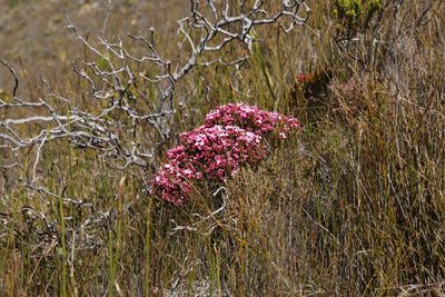 Penaea acuta, photographed by Tony Rebelo