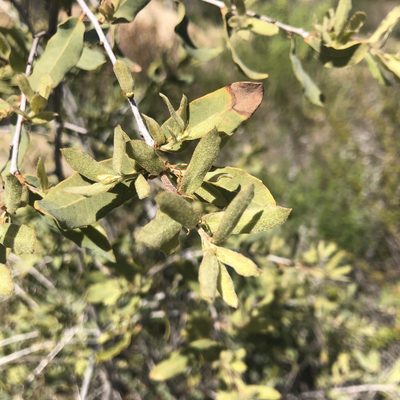 Quercus engelmannii, photographed by Marc Whitaker