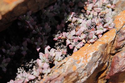 Oscularia deltoides, photographed by Tony Rebelo