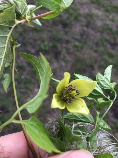 Clematis serratifolia, photographed by Étienne Lacroix-Carignan