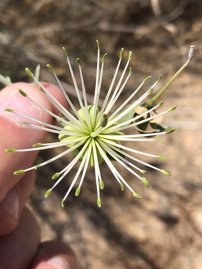 Maerua juncea, photographed by Dave U