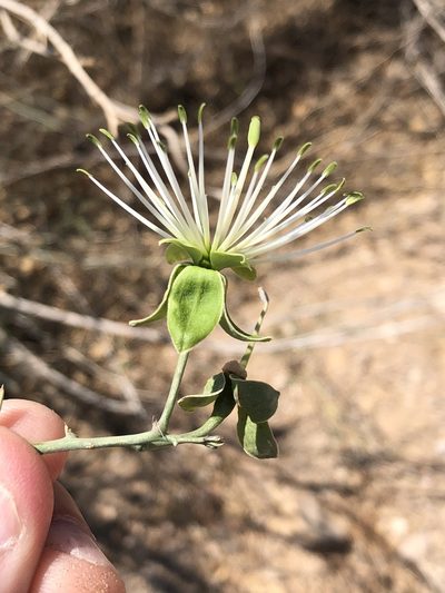 Maerua juncea, photographed by Dave U