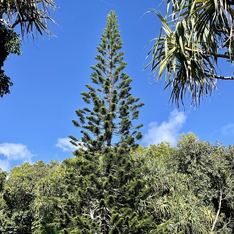 Araucaria columnaris, photographed by Rocky Ordoñez