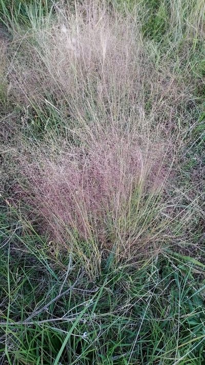 Agrostis montevidensis, photographed by Roderick Cameron