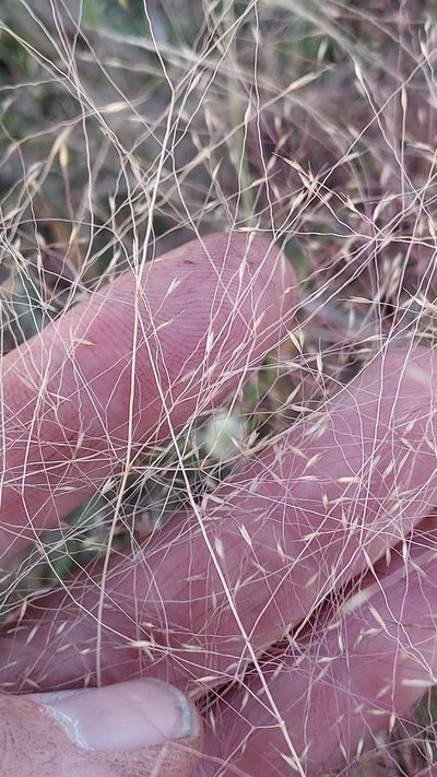 Agrostis montevidensis, photographed by Roderick Cameron