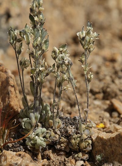 Draba breweri, photographed by Steve Matson