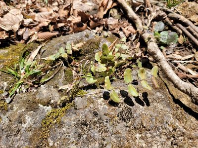 Pellaea atropurpurea, photographed by Elias